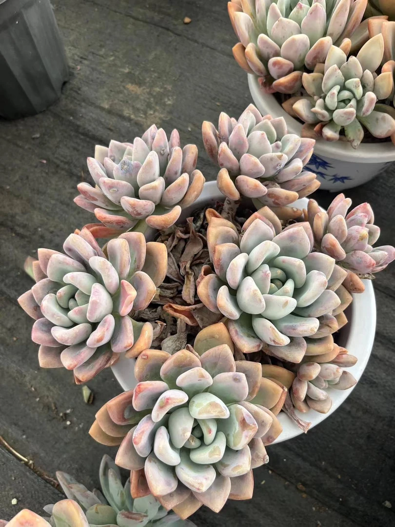唯美 超大奥普  多肉植物 【轻微掉叶不售后】