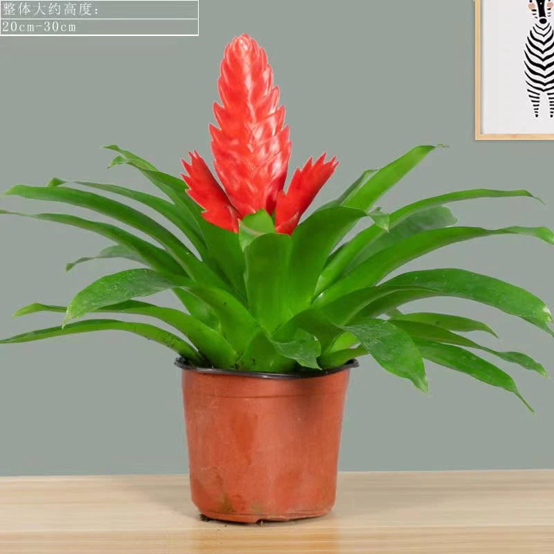 【大盆招财手】招财手鸿运当头卡丽玉扇凤梨花卉盆栽绿植开花寓意