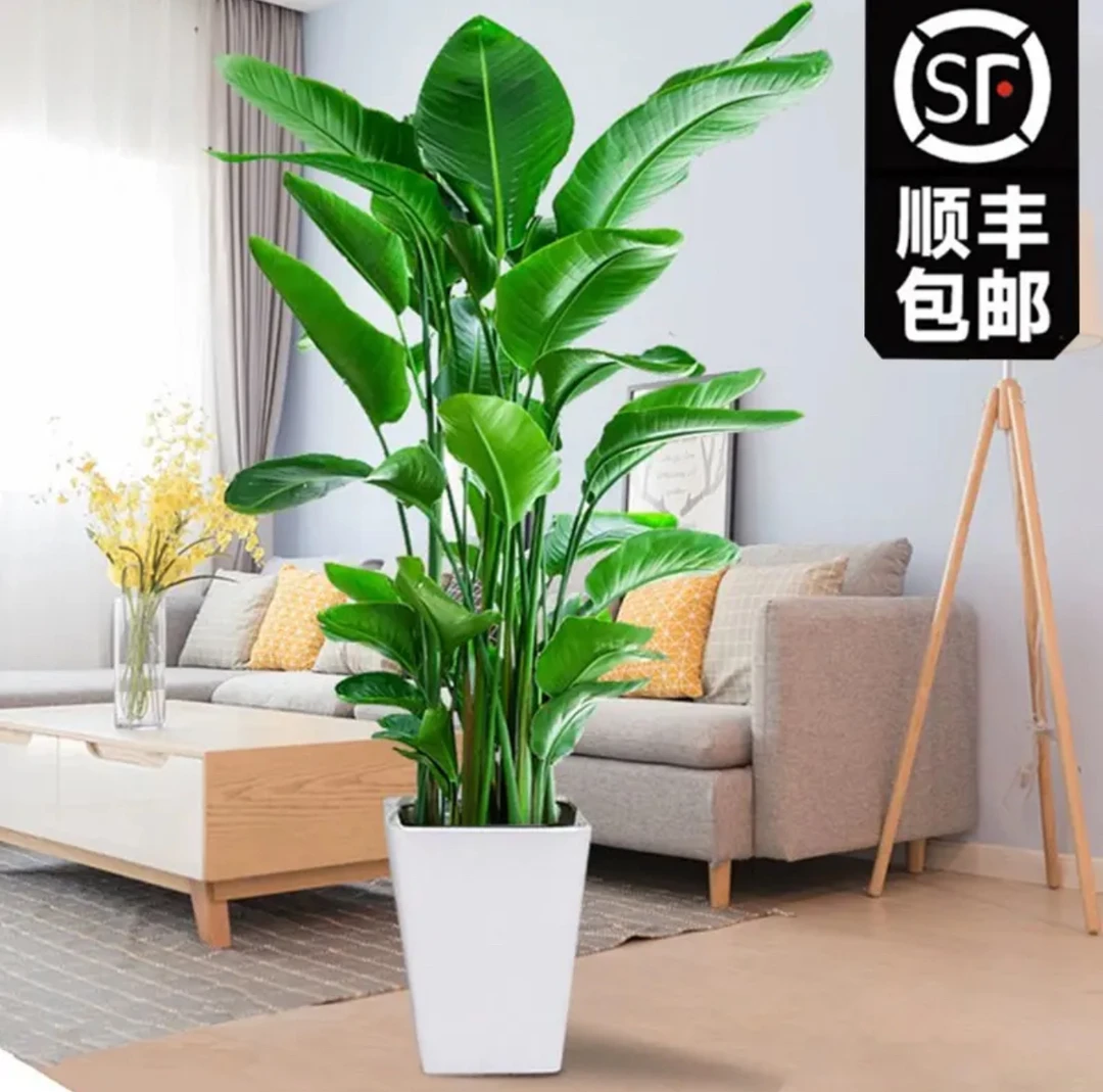 【顺丰包邮】1.4-1.6米天堂鸟盆栽客厅室内大型网红绿植净化空气