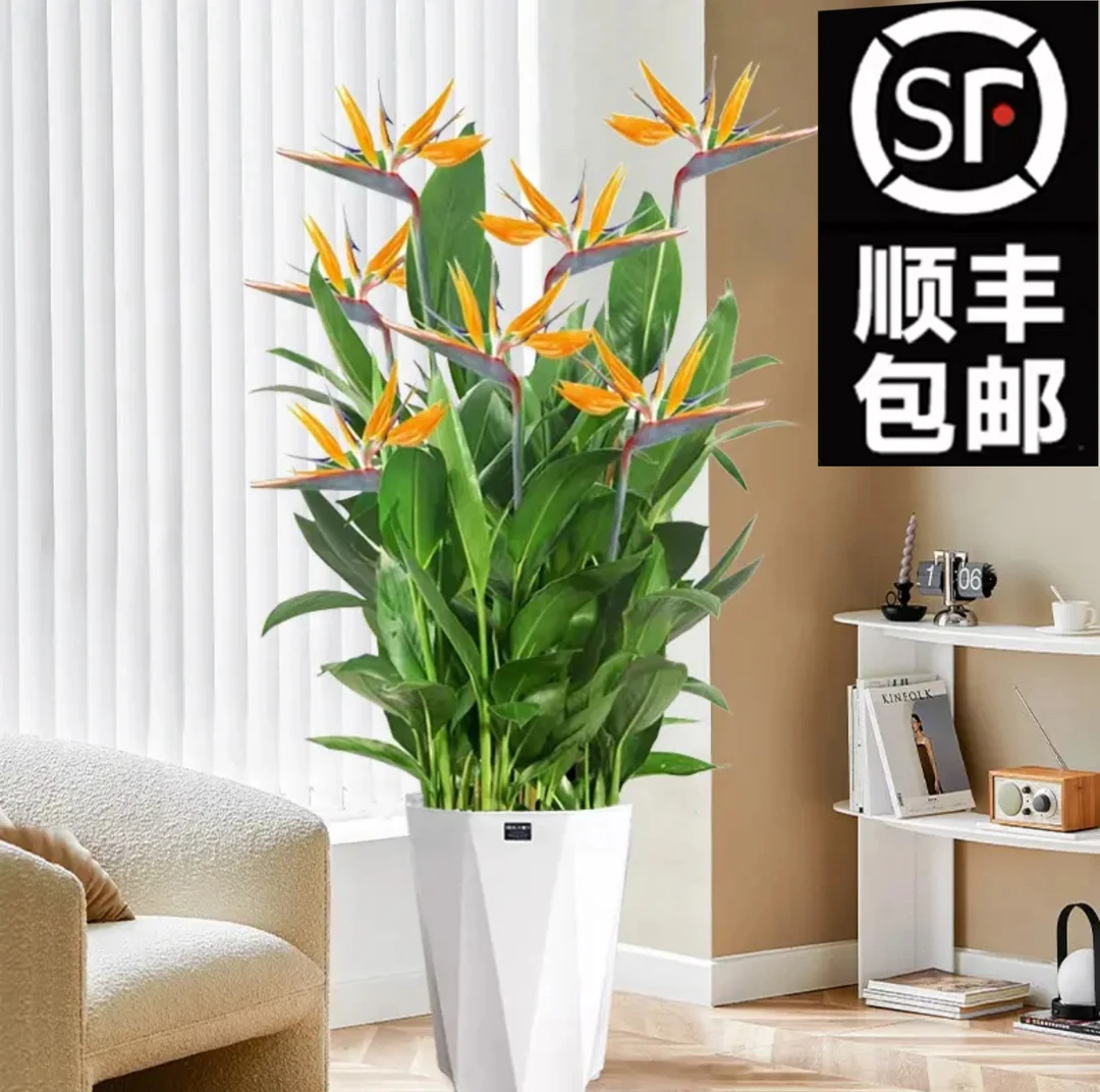 【顺丰包邮】【1.5-1.6米】富贵鸟常年开花绿植家居吸甲醛网红绿植靓