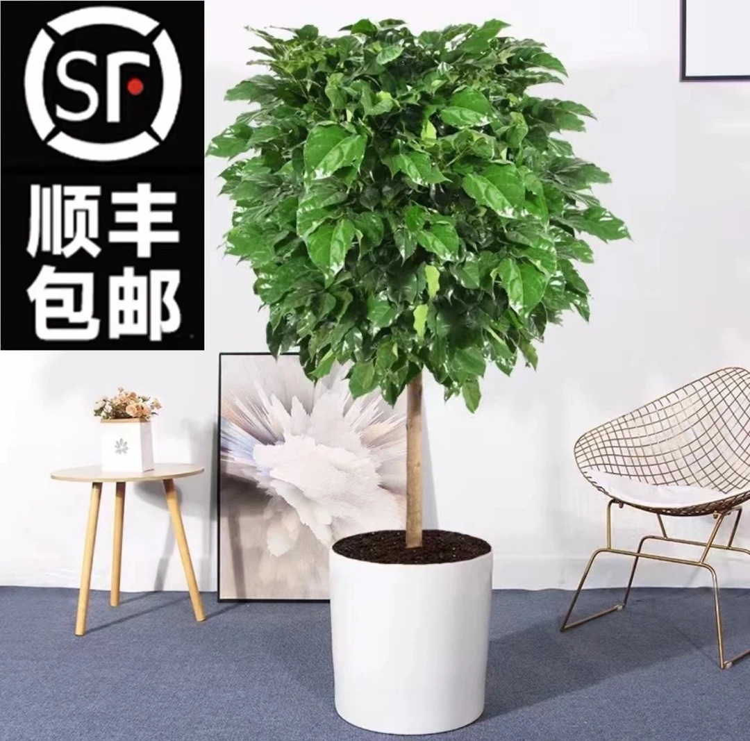 【顺丰包邮】1.4-1.5米老桩粗杆棒棒糖幸福树客厅网红绿植净化空气