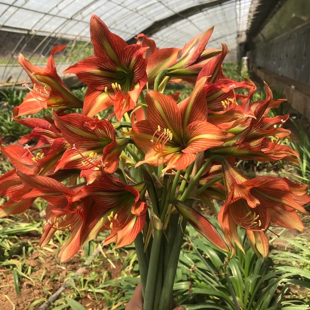 包对版【魔斯拉】自育朱顶红种球裸根