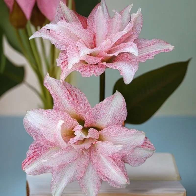 包对版【气质美女5cm】朱顶红种球