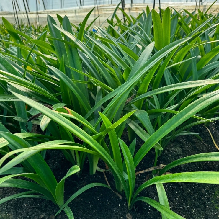 包对版【自然球小苗】澳朱台朱荷兰朱顶红种球裸根发货默认有花叶