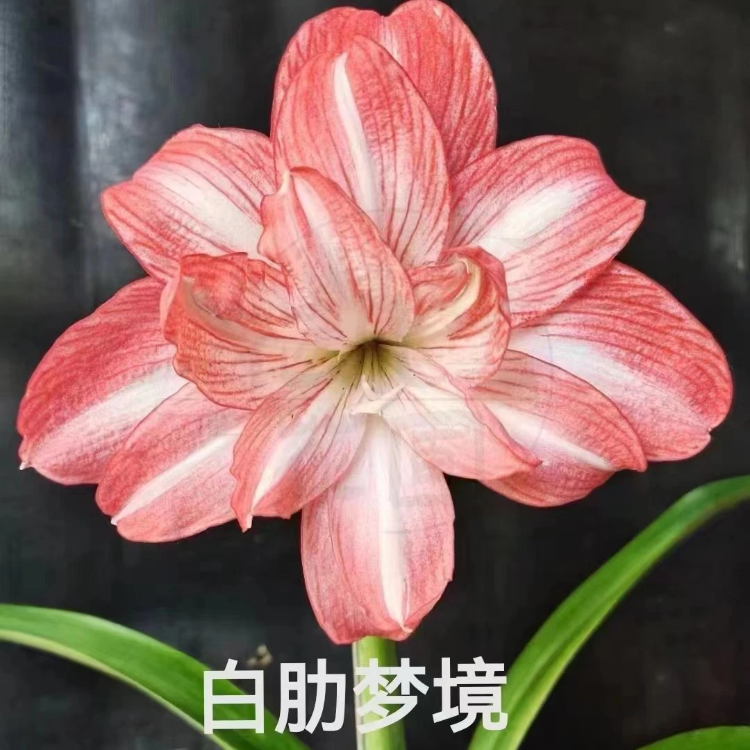 包对版【白肋梦境】自育朱顶红种球裸根