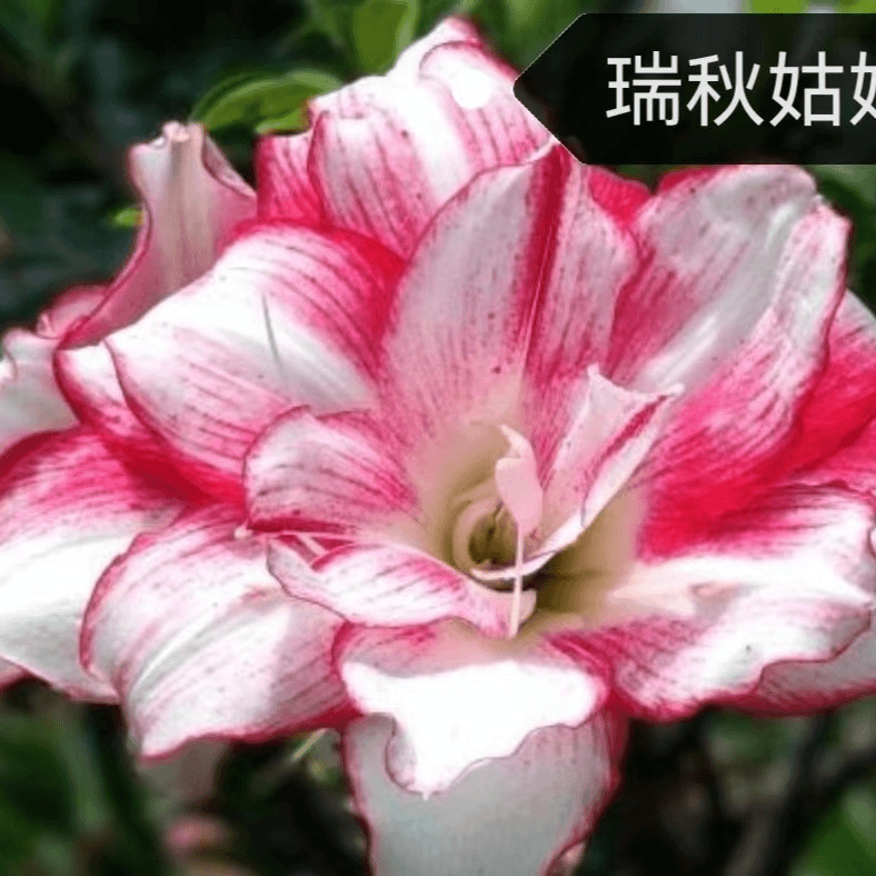 包对版【瑞秋姑娘】澳洲朱顶红种球裸根