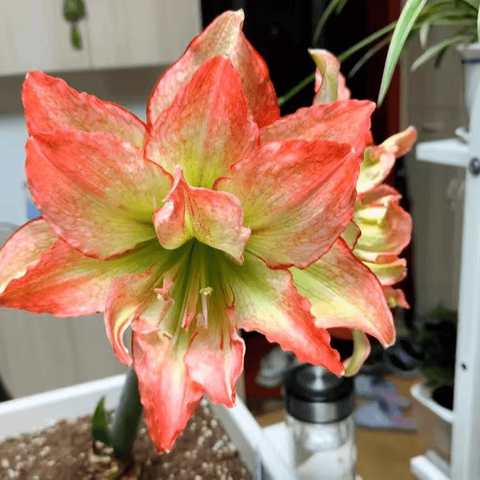 包对版【伊莲娜】荷兰稀有朱顶红穴盘苗默认有花叶