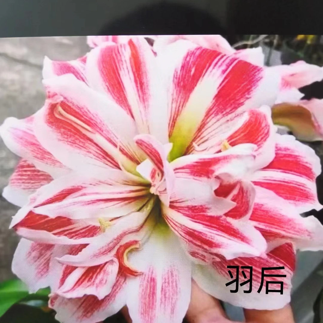 包对版【羽后】台朱大花朱顶红种球裸根