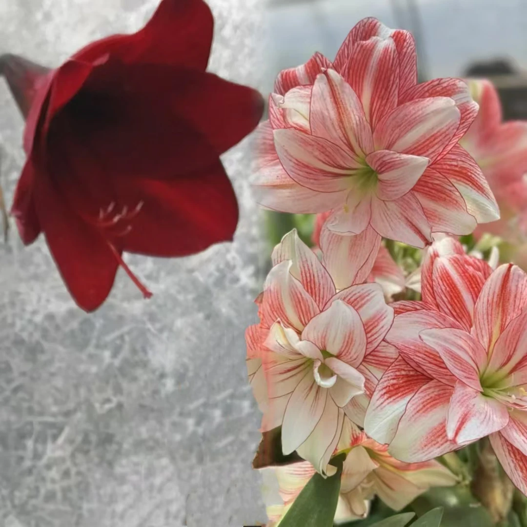 包对版【1833杂白鹿原4cm 】朱顶红白肋绿叶随机发