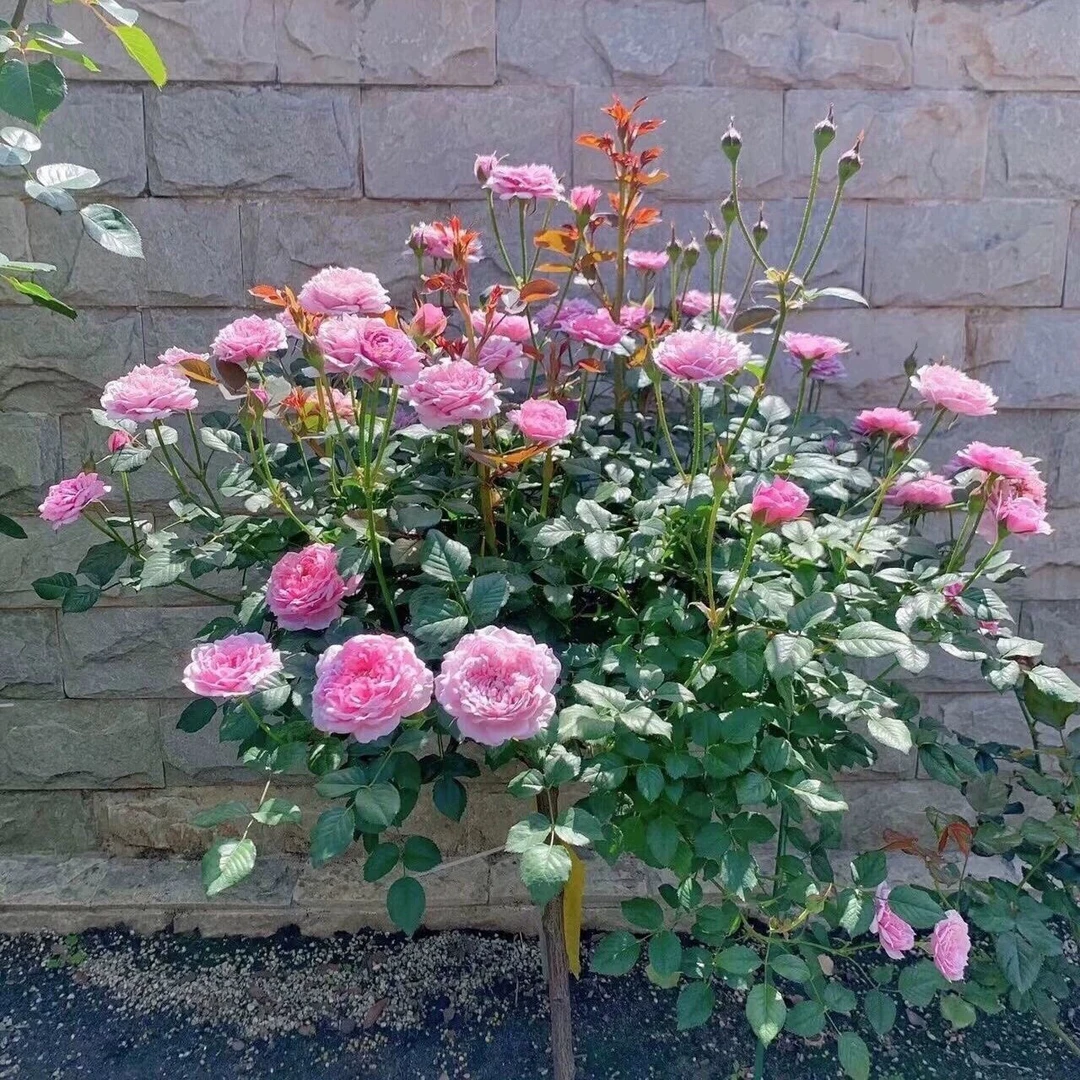 铃之妖精棒棒糖粉色树桩月季多头勤花浓香型四季开花阳台款花卉