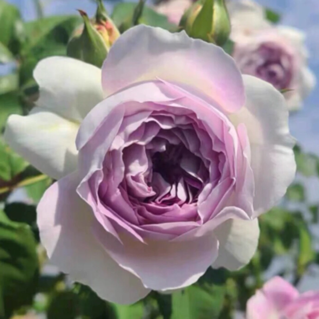 蓝月石棒棒糖树桩月季多头勤花浓香型四季开花阳台花卉植物易养活