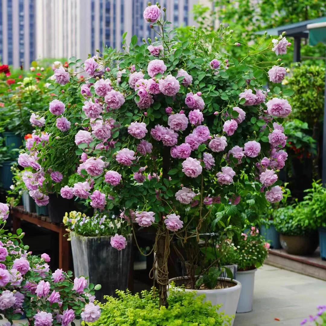 蓝色阴雨嫁接棒棒糖树状月季花树苗玫瑰四季阳台庭院浓香型可垂吊