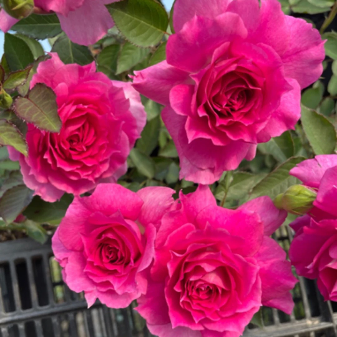 天方夜谭嫁接棒棒糖树状月季花苗大花浓香玫瑰四季开花庭院植物