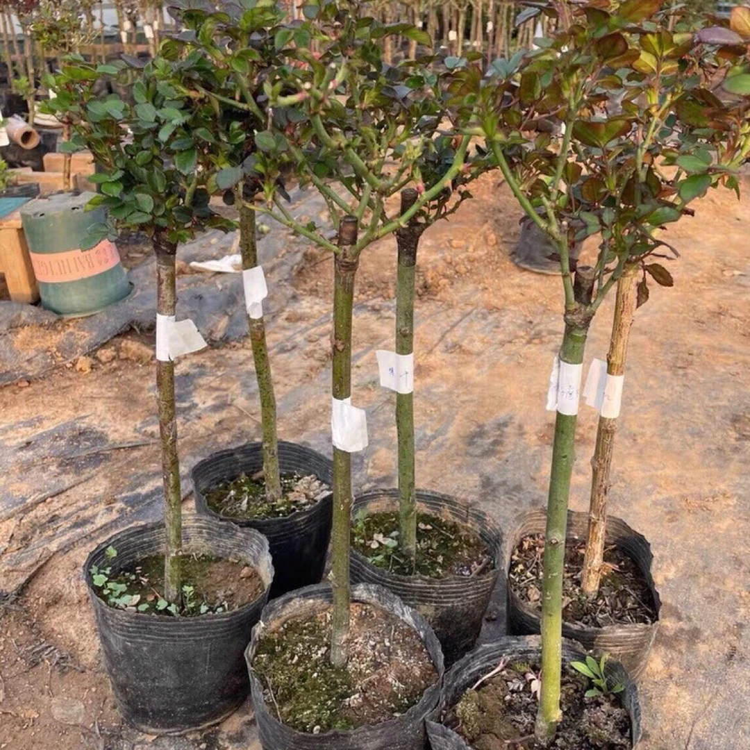 树桩月季花苗庭院树桩月季特大花浓香多季开花