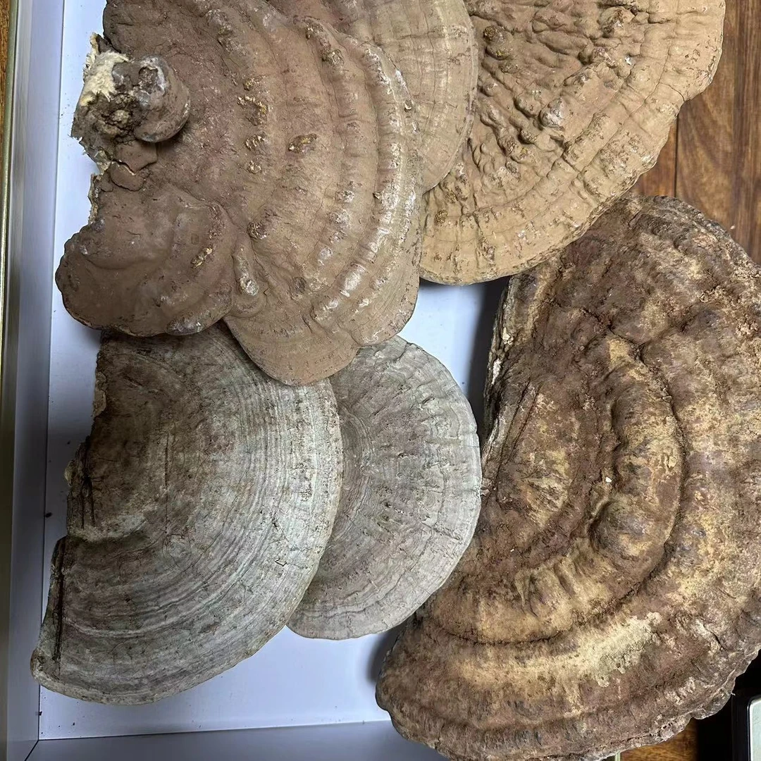 西藏深山 平盖青之菇 自然野生