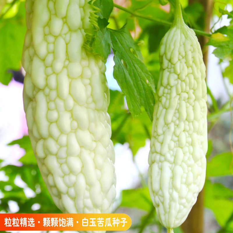 珍珠苦瓜种子花盆白玉白苦瓜高产庭院阳台农田蔬菜种子室内可种