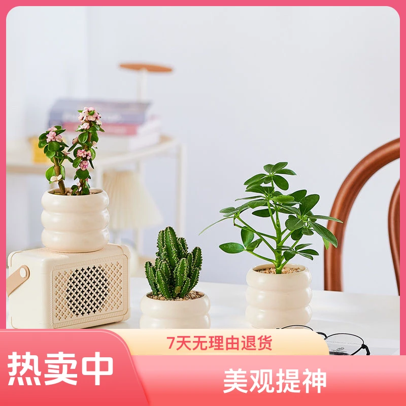 多肉绿植桌面小盆栽室内办公室净化空气吸甲醛四季好养花卉绿植