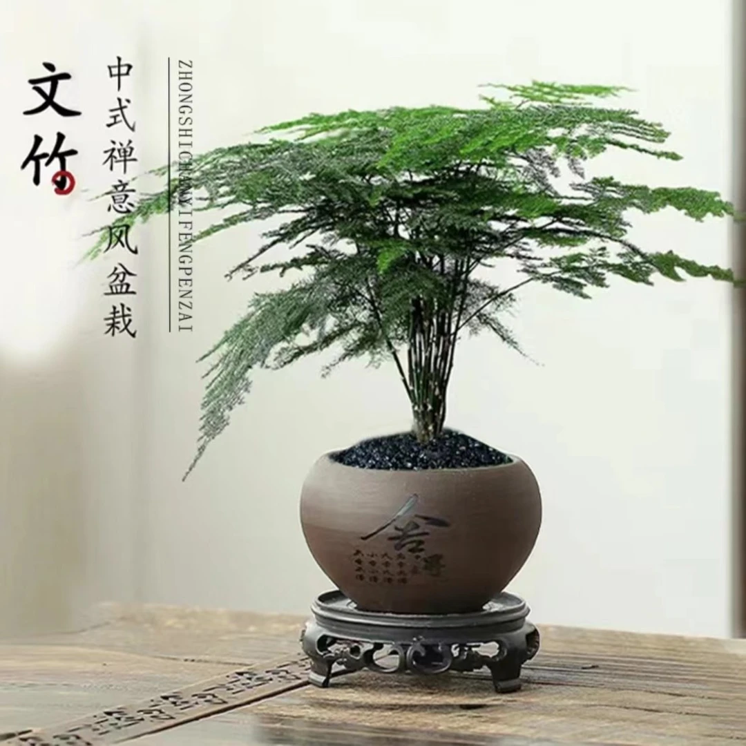 【开业福利】文竹舍得盆带盆带底座室内办公室桌面盆栽美观植物好养