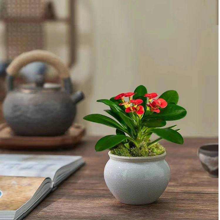 【虎刺梅】迷你花卉客厅办公室桌面绿植鲜花盆景办公室绿植