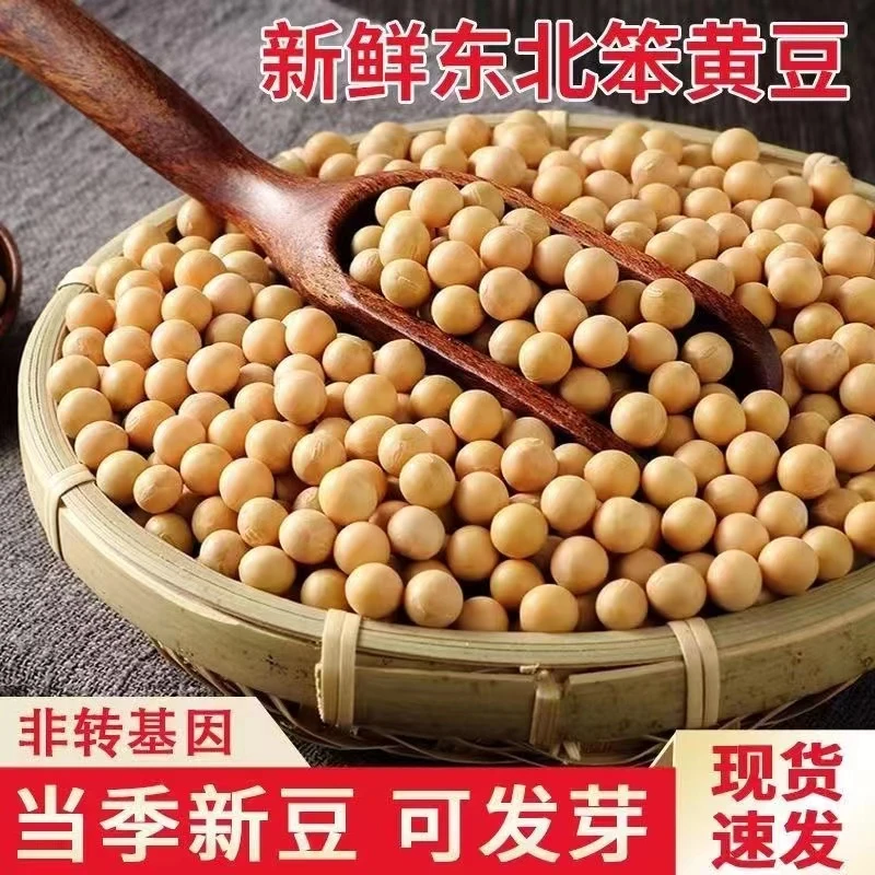 【5斤大降价】东北新黄豆打豆浆用非转基因黄豆批发杂粮50g