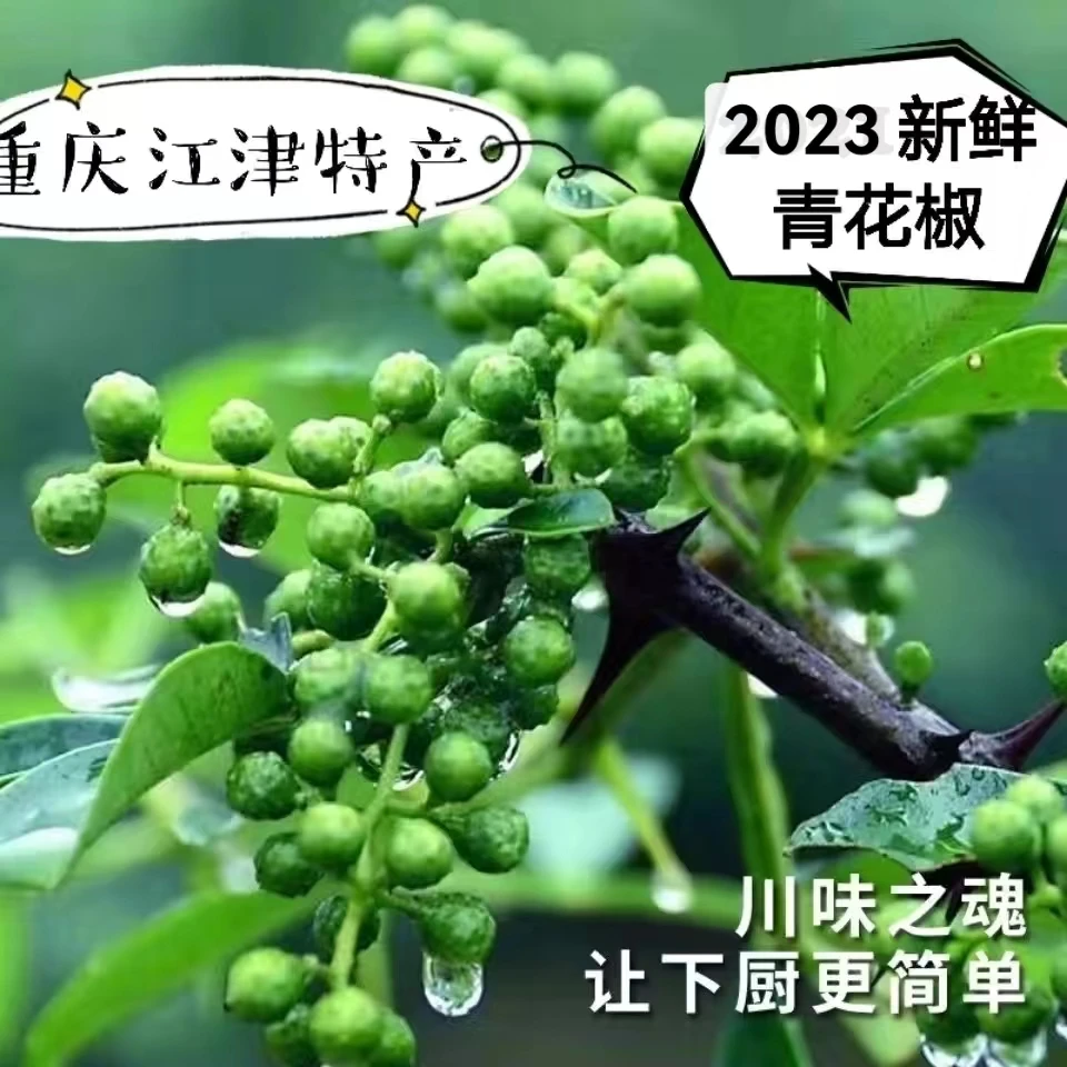 新鲜青花椒江津九叶青生花椒鲜麻椒麻味非藤椒真空冷冻保鲜350g