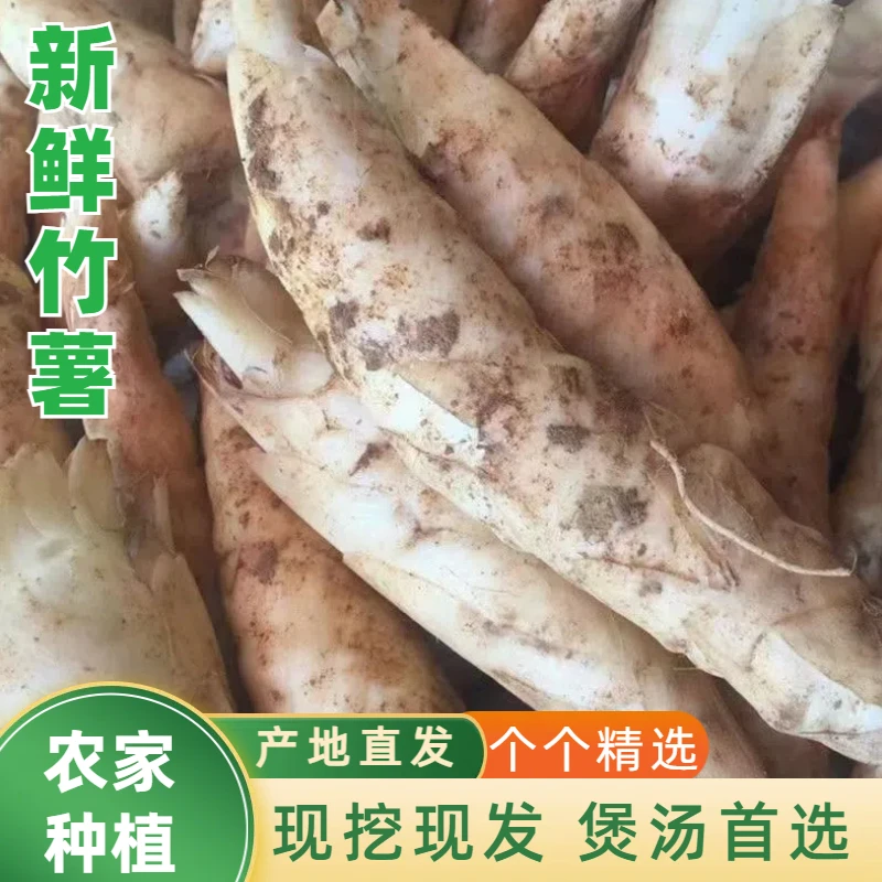 2024新鲜竹薯广东农家自种特产竹薯竹芋冬粉薯竹根薯煲汤食材
