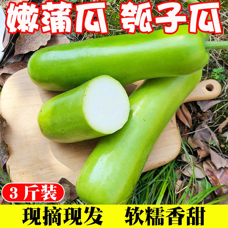 蒲瓜农家自种新鲜瓠子瓜当季蔬嫩蒲瓜短葫芦瓜现摘现发包邮