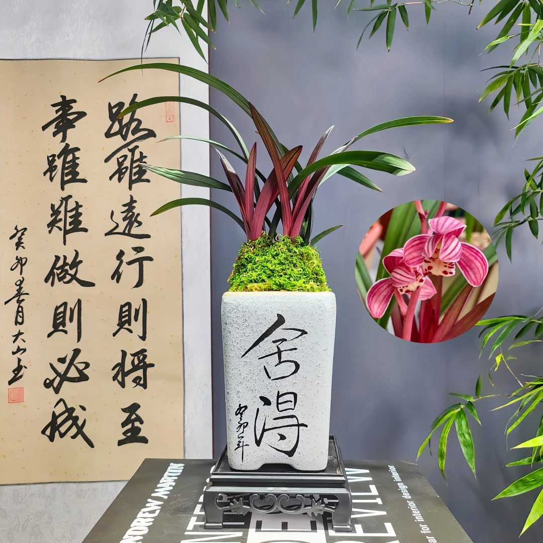 建兰[红草红荷]网红草精品兰花陶瓷盆种好好养活浓香型
