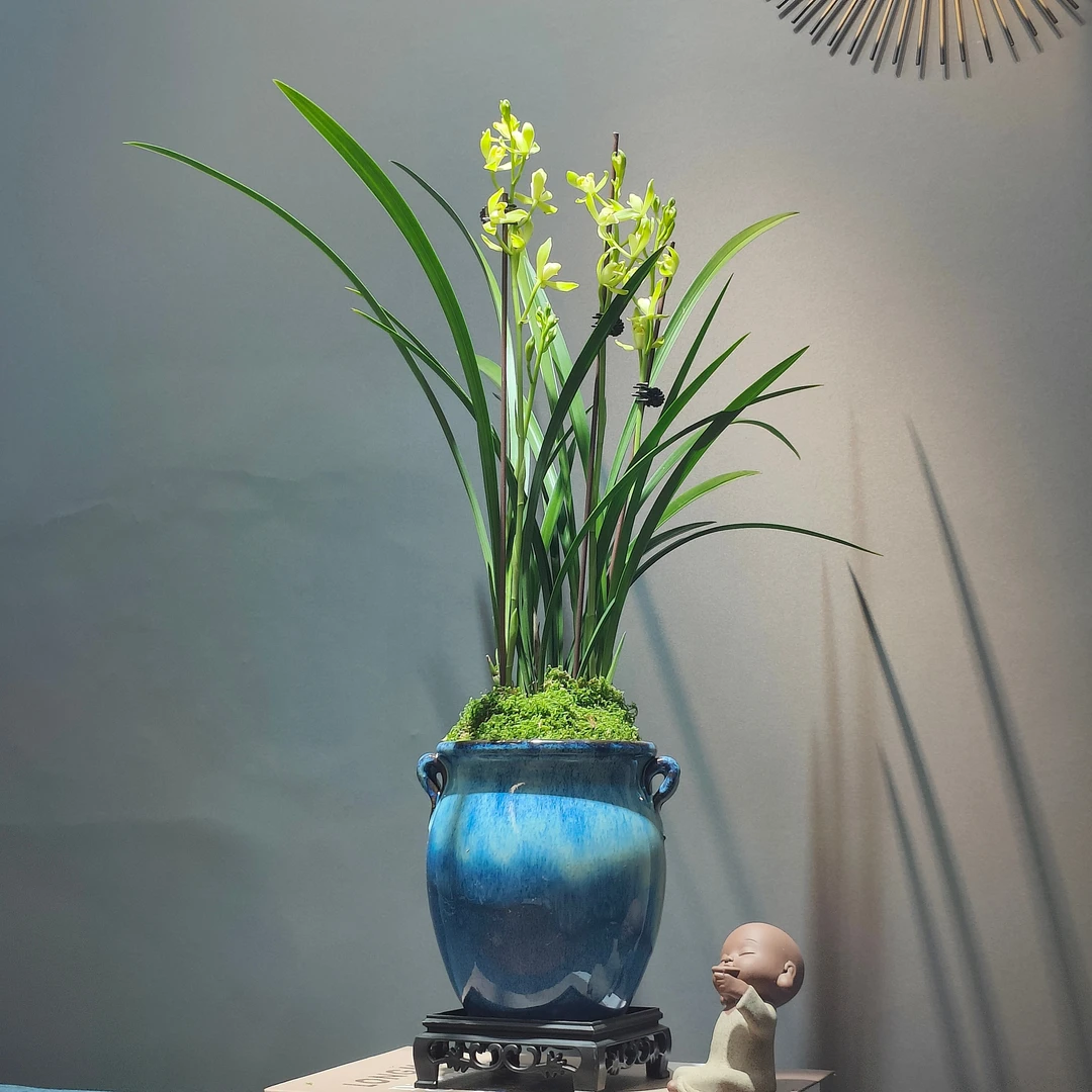 【宠粉福利】带花苞 建兰名品：观音素 浓香型 好养易活 勤花勤芽