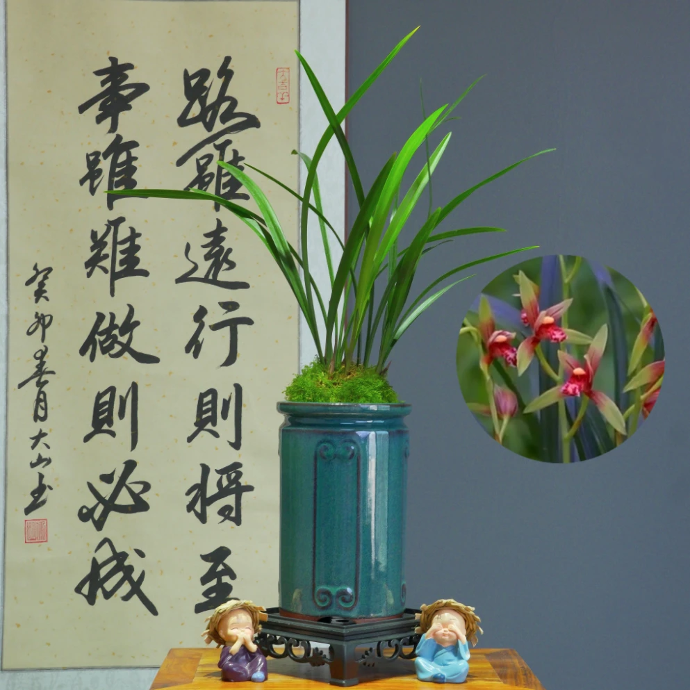 兰花建兰铭品[小国魂]带深蓝色陶瓷盆种好适合新手好养易活