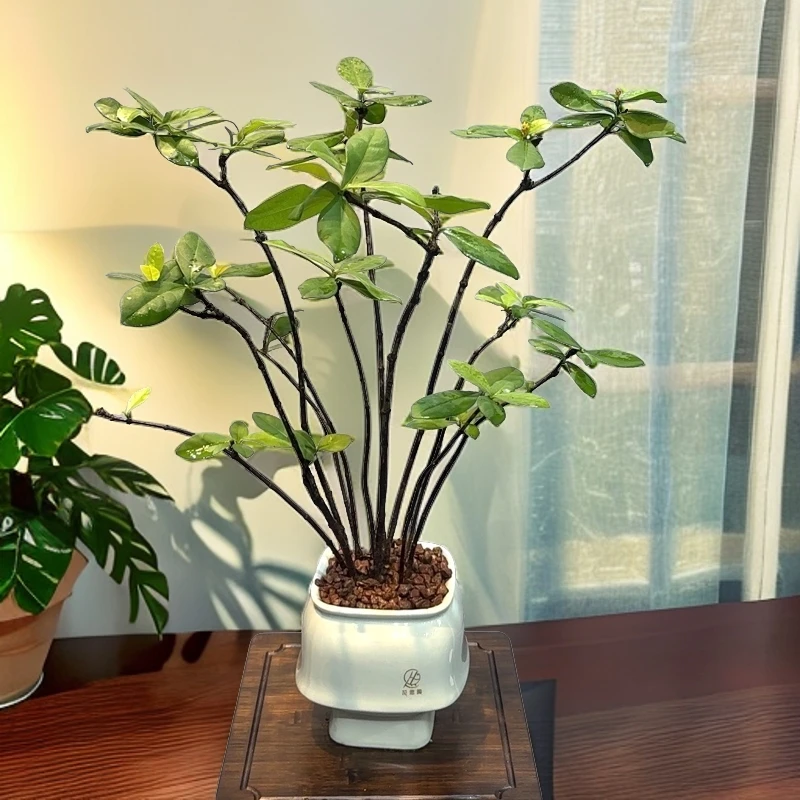 精品绿植海岛龙船花，春花，栀子花，四季开花好养活