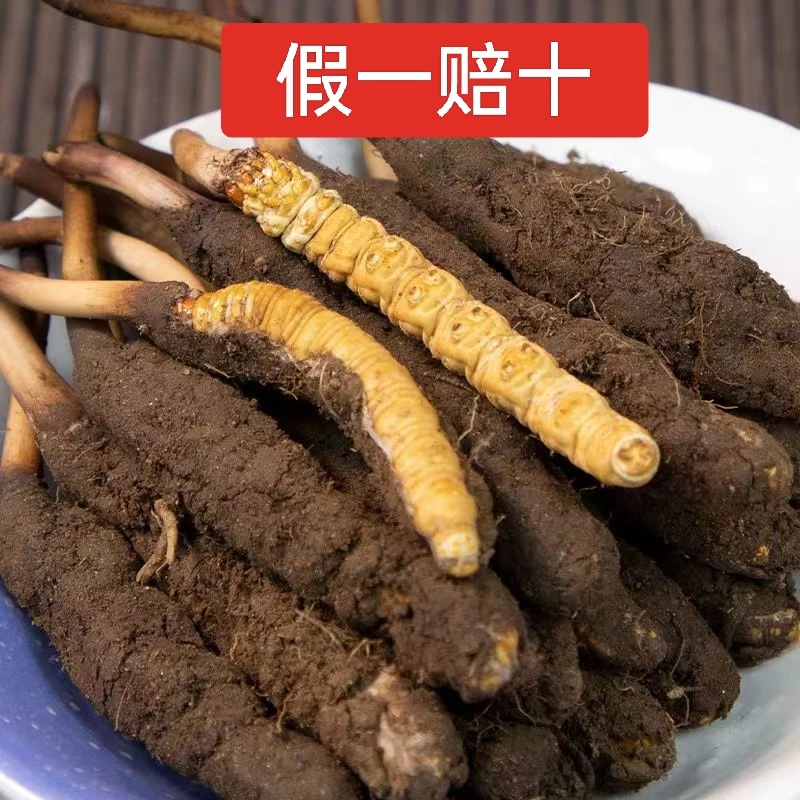 假一赔十 保真野生虫草 2023年正宗野生虫草4根/克  10根/50根