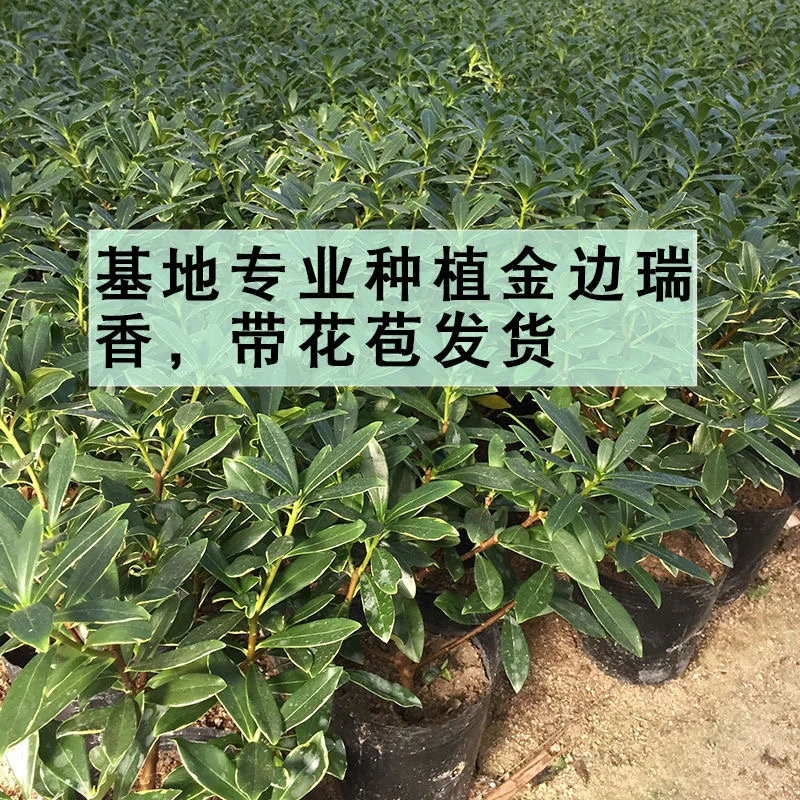 浓香型金边瑞香耐寒花卉老桩植物室内带花盆栽绿植花阳台千里香