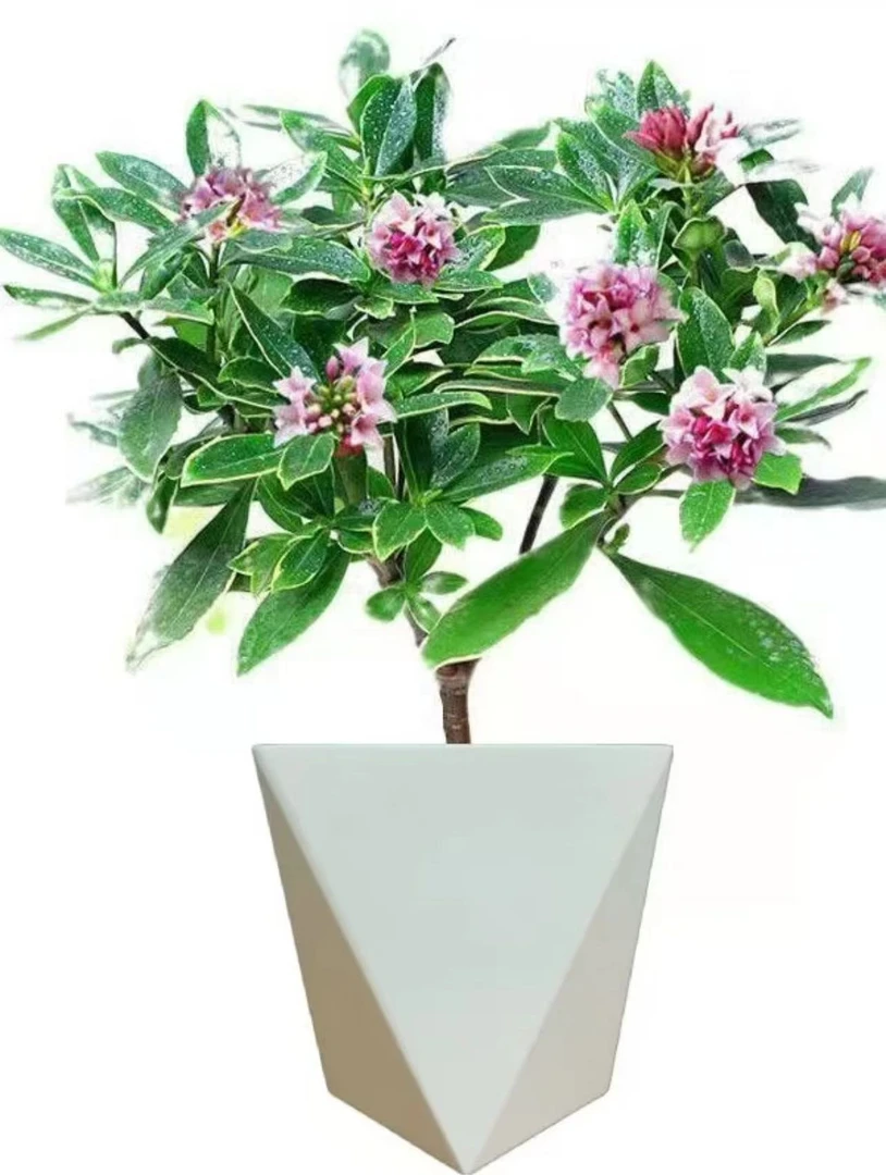 浓香型金边瑞香耐寒花卉老桩植物室内带花盆栽绿植花阳台千里香