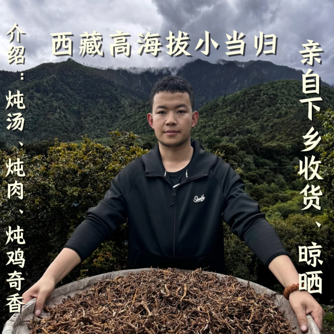 藏明西藏高海拔3000米以上的小当归干货精选