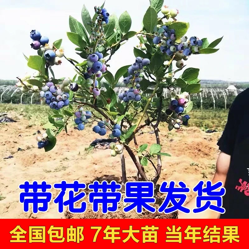 MDNG/MDNG带土球发货蓝莓苗蓝莓树苗盆栽地栽蓝年生当年结果优质