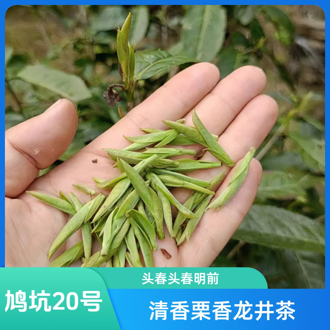 美破天鸠坑20号明前龙井茶50g头采龙井2钱塘龙井新茶特级龙井