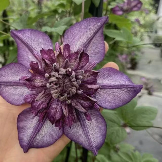 蓝坤园艺铁线莲F系(卡西斯）大花庭院花卉铁线莲攀援植物