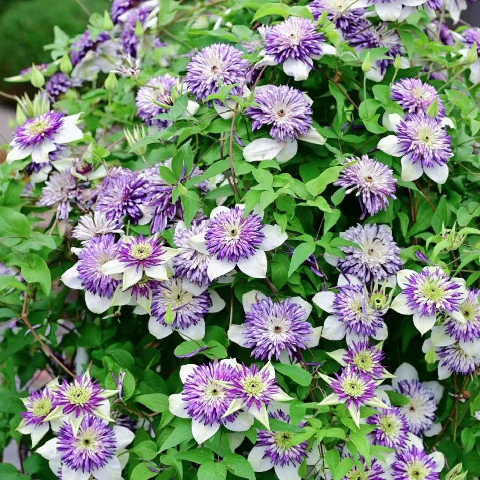 蓝坤园艺 铁线莲（新幻紫）大花庭院阳台花卉铁线莲攀爬植物