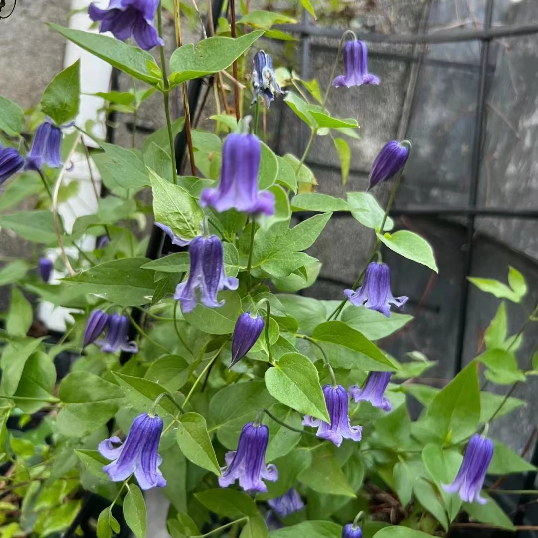 蓝坤园艺   铃铛铁线莲 （如古）庭院阳台花卉铁线莲攀爬植物