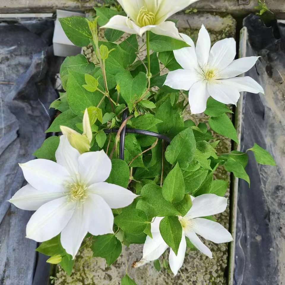 蓝坤园艺   铁线莲 （北滨）大花庭院阳台花卉铁线莲攀爬植物