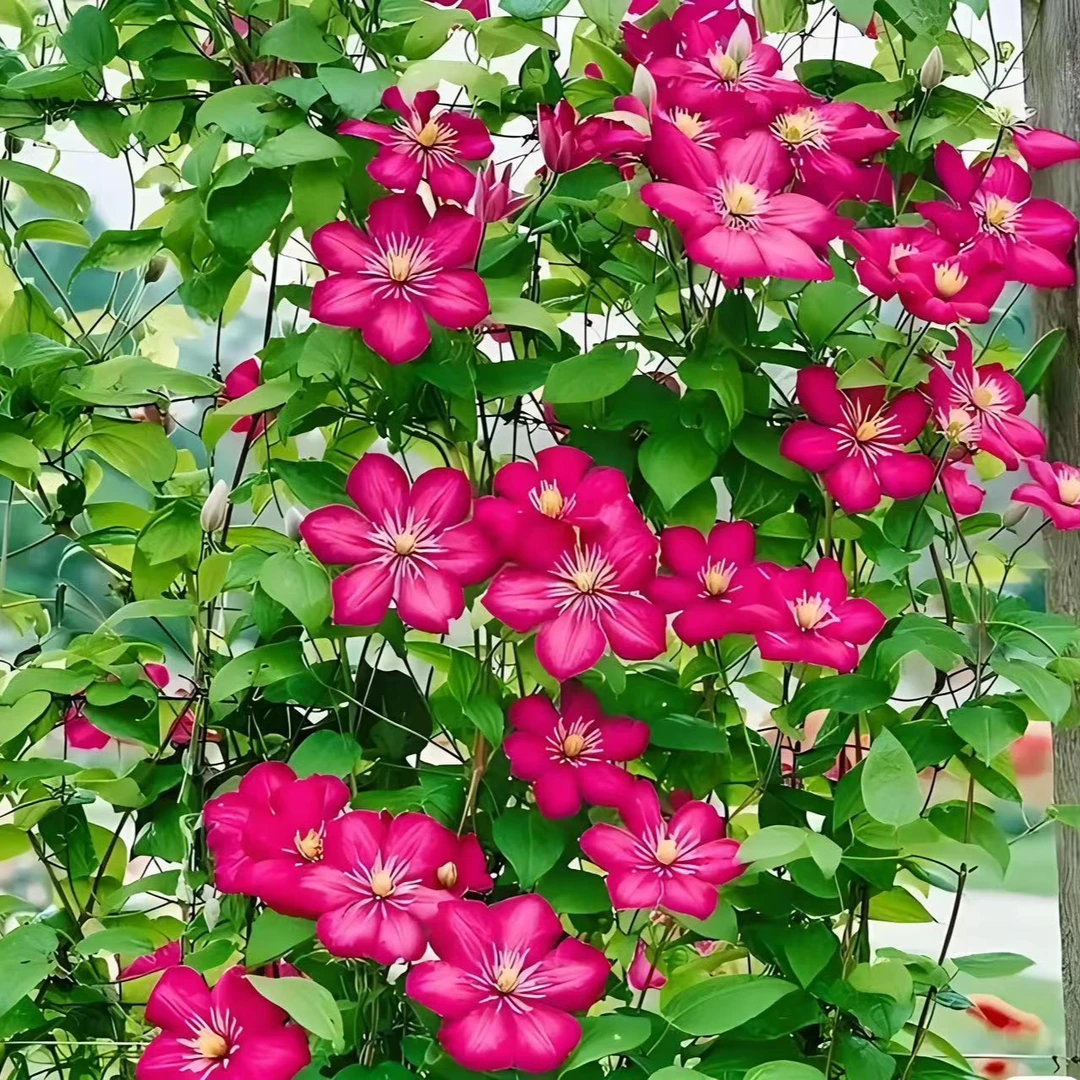 蓝坤园艺   铁线莲（里昂村庄）大花庭院阳台花卉铁线莲攀爬植物