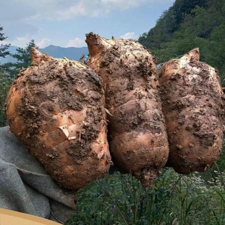 贵州毕节赫章现挖高山乌天麻500克