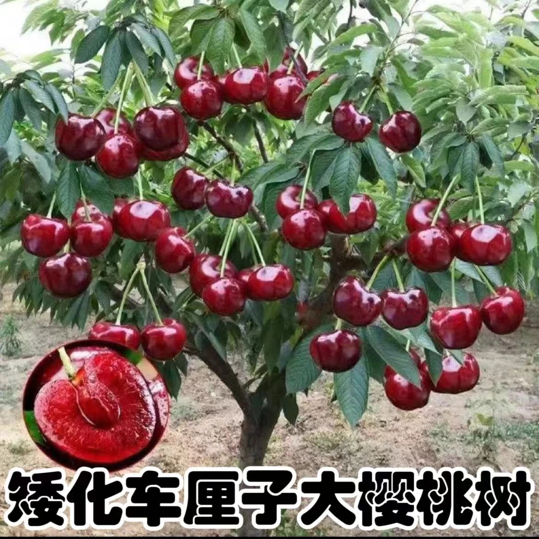 黑珍珠 俄8 黄蜜 弗利斯克 各种车厘子大樱桃树苗