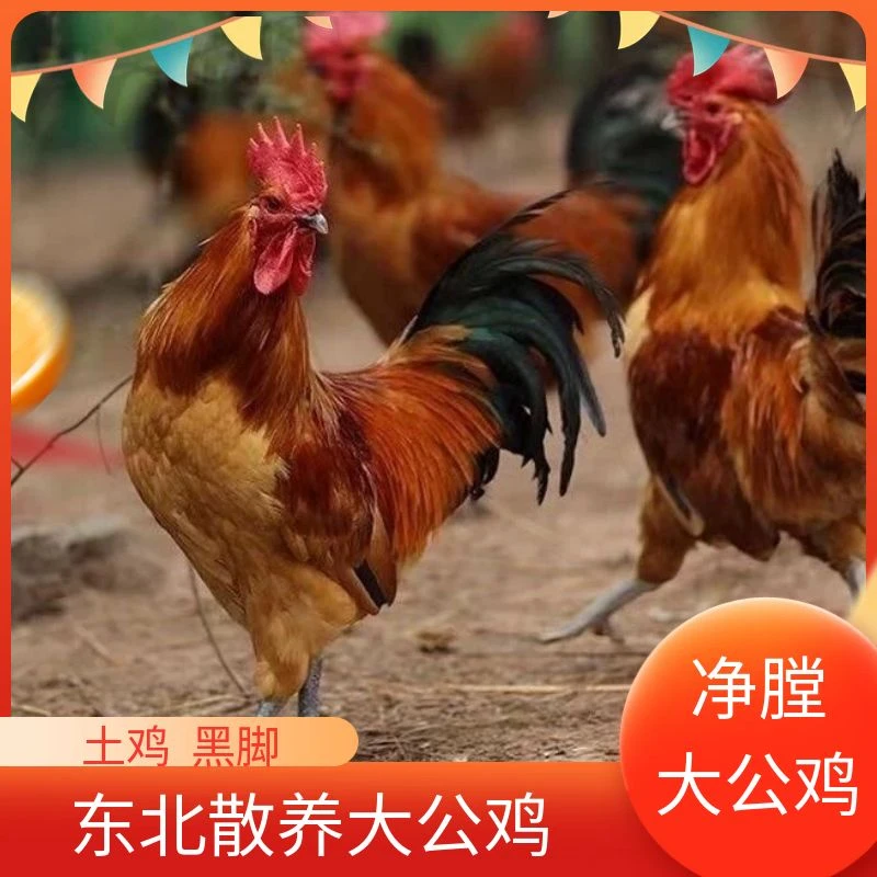 【散养黄脚公鸡】东北农家大公鸡土鸡走地鸡笨鸡柴鸡新鲜鸡肉净膛