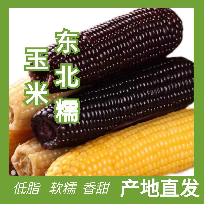 东北玉米新鲜黄糯玉米粘黏甜糯玉米棒真空装即食早餐新鲜黑玉米