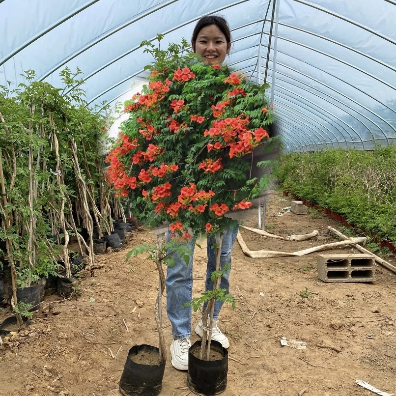 爬藤凌霄花苗耐寒耐热爬墙花卉美国凌霄盆栽地栽阳台庭院植物造景
