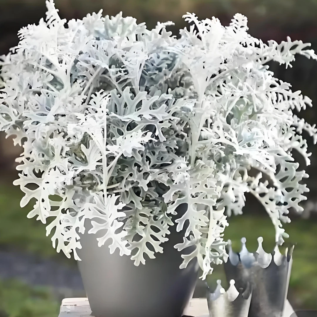 银叶菊花苗盆栽耐寒观叶植物阳台庭院花镜花园植物可地栽过冬