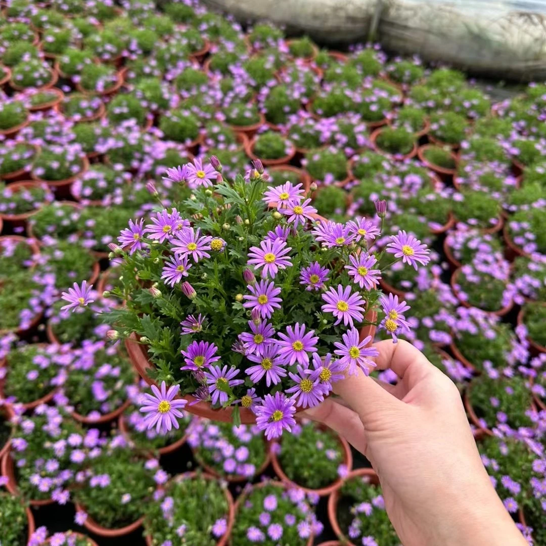 姬小菊盆栽花苗鲜花绿植物花卉室内阳台庭院好养四季开花