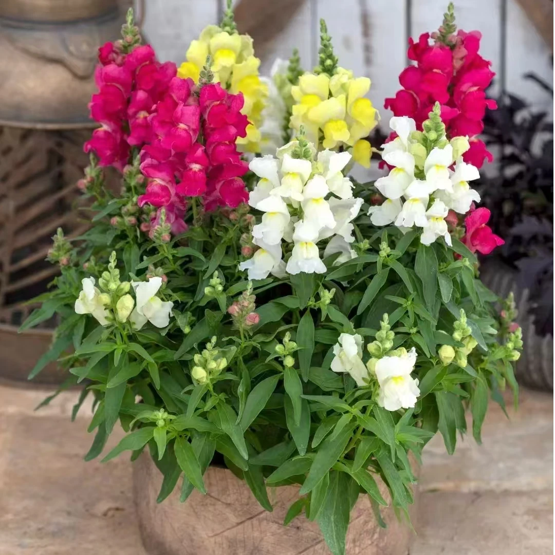 【3盆3色】金鱼草盆栽花苗多色耐寒好养花卉带花苞多年生草本庭院